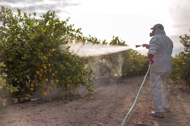 Best Rat Extermination Near Me  in Valinda, CA