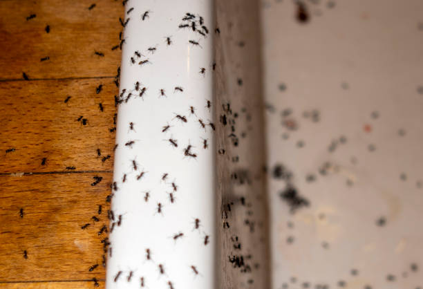 Flea Control Services in Valinda, CA