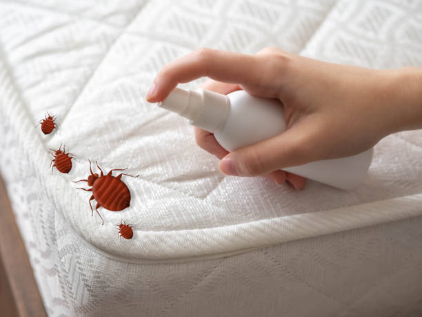 Reliable Valinda, CA Pest Control Solutions